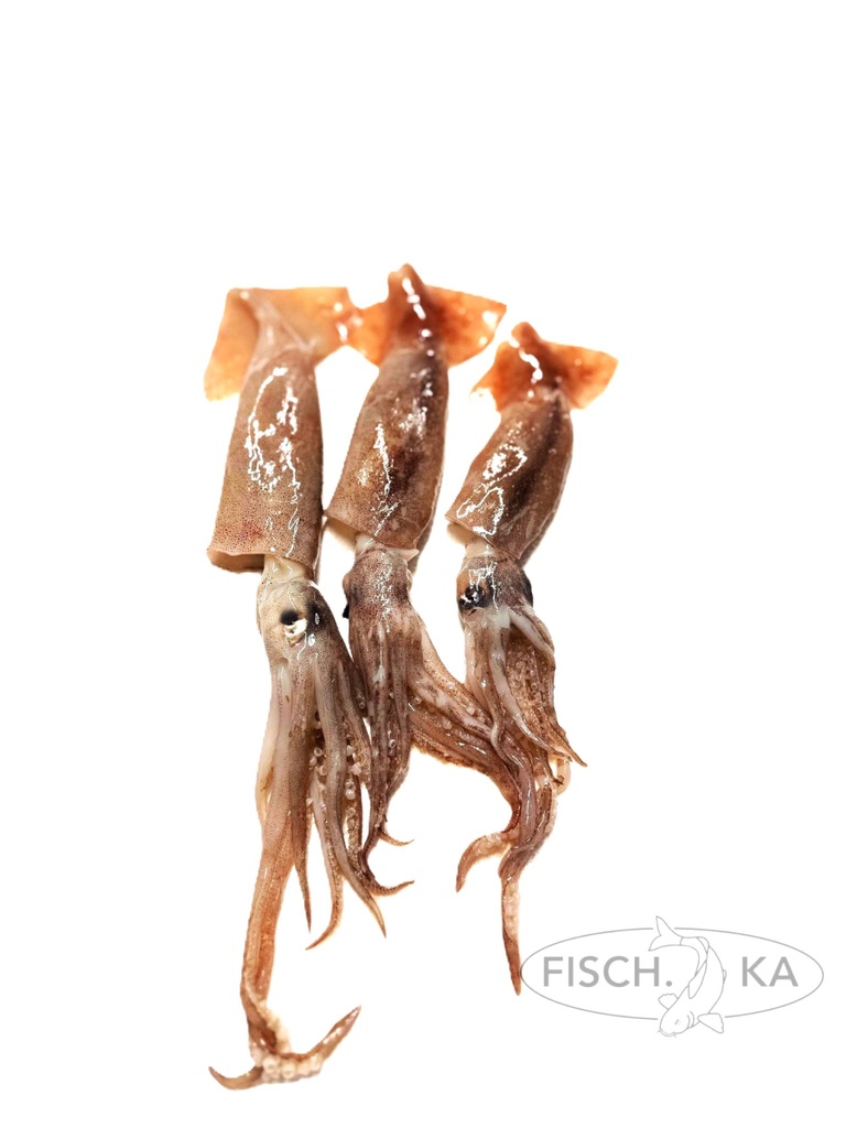 [OB401] Tintenfisch (Kalmare) aufgetaut 12-14 cm st 12 kg/pack (2833)