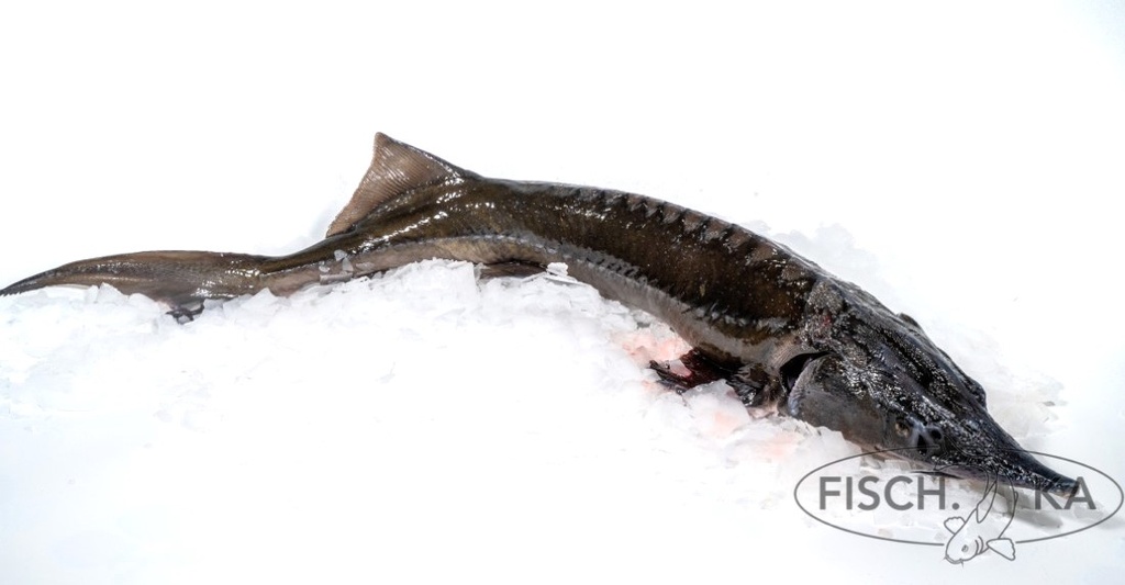 [OB20] Sibirische Stör frisch 1-3 kg/st (Schwarz) (606)