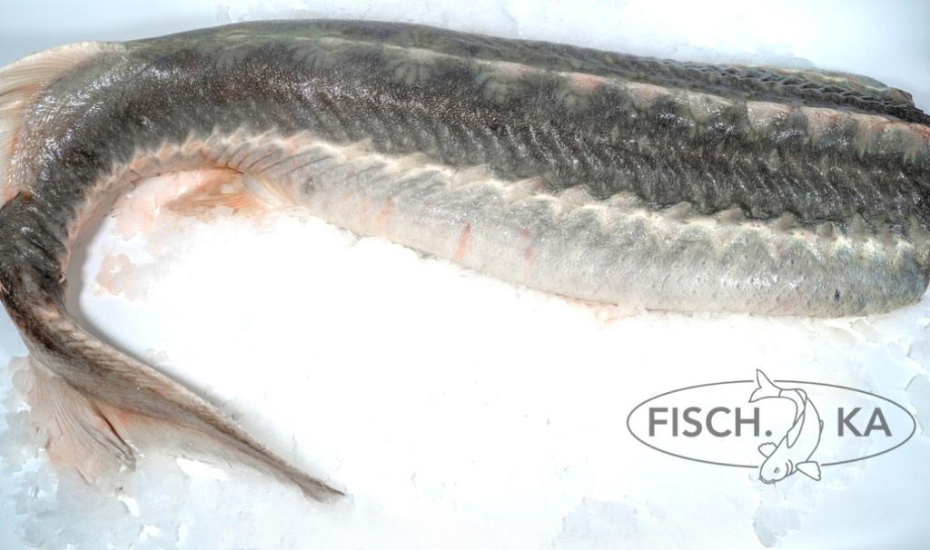 [OB21] Stör GROSS ausgenommen ohne Kopf aufgetaut 3,5-5 kg/st (7498)