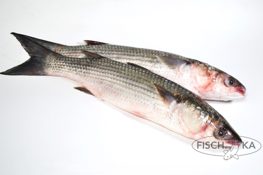 [OB37] Kefal (Meeräsche) frisch 5 kg/pack (1709)