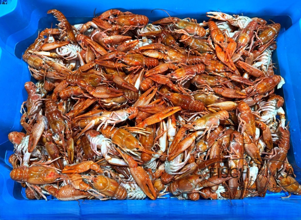 [OB492] Gekochte Flusskrebse, aufgetaut, aus Kasachstan, 5 kg/pack