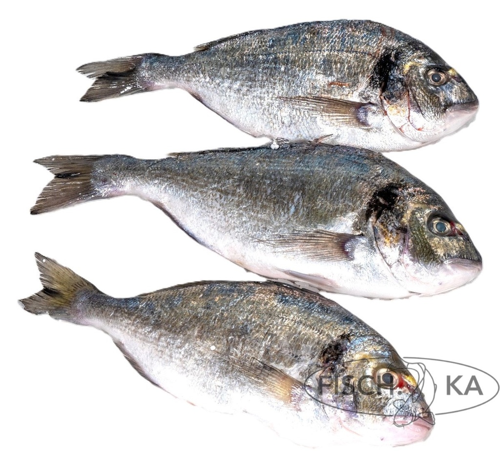 [OB48] Dorade frisch 400-600gr Griechische  / Alb / Türk  6 kg/pack (617)