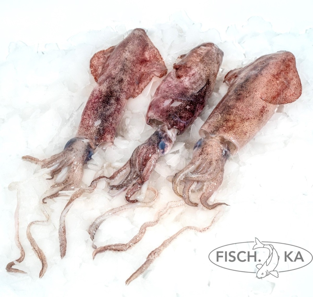[OB53] Tintenfisch (Kalmare) aufgetaut 6-10st/kg 12 kg/pack (4038)