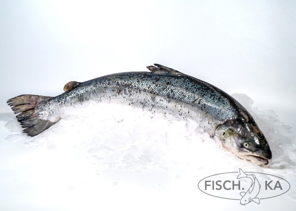 [OB210] Lachs (Nor) Frisch (2-3 kg/st) per STÜCK (2729)
